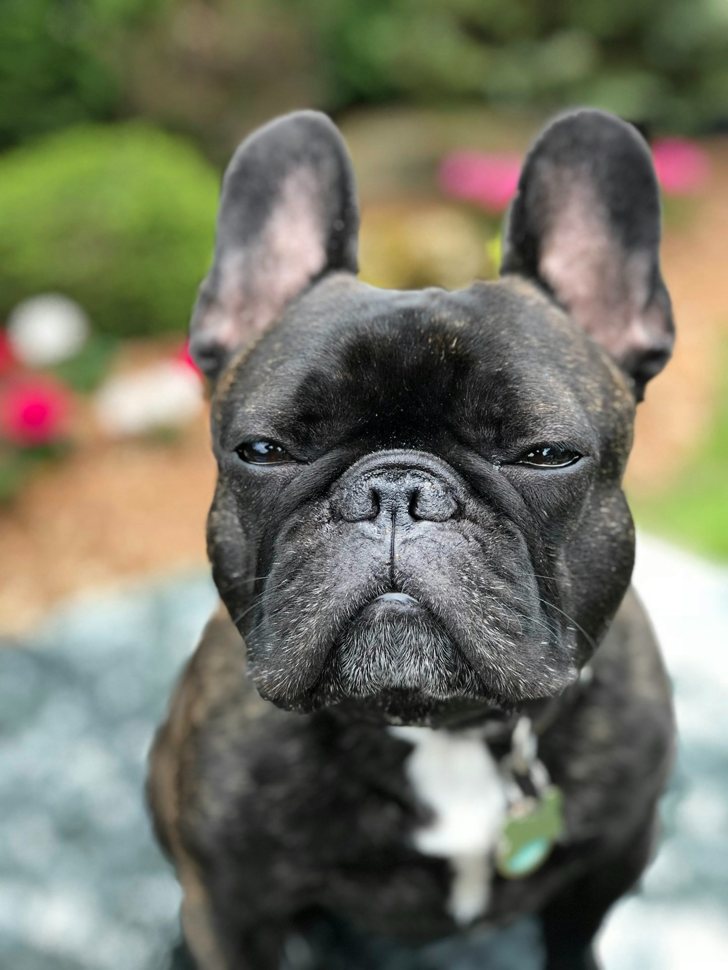 The Importance of Socialization for French Bulldogs